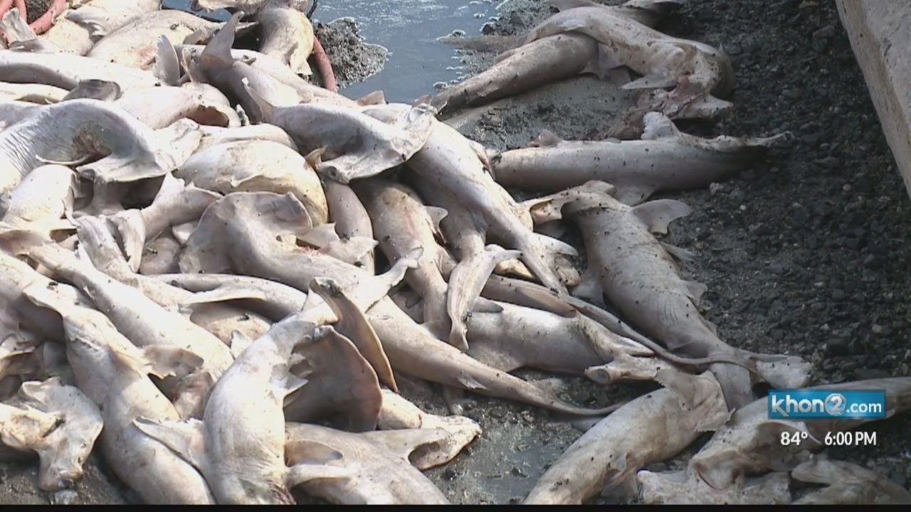 Dead sharks recovered in illegal gill nets near border - Texas