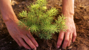 How to Plant a Tree From Home on Arbor Day