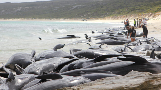 More Than 140 Whales Dead After Mass Stranding in Western Australia