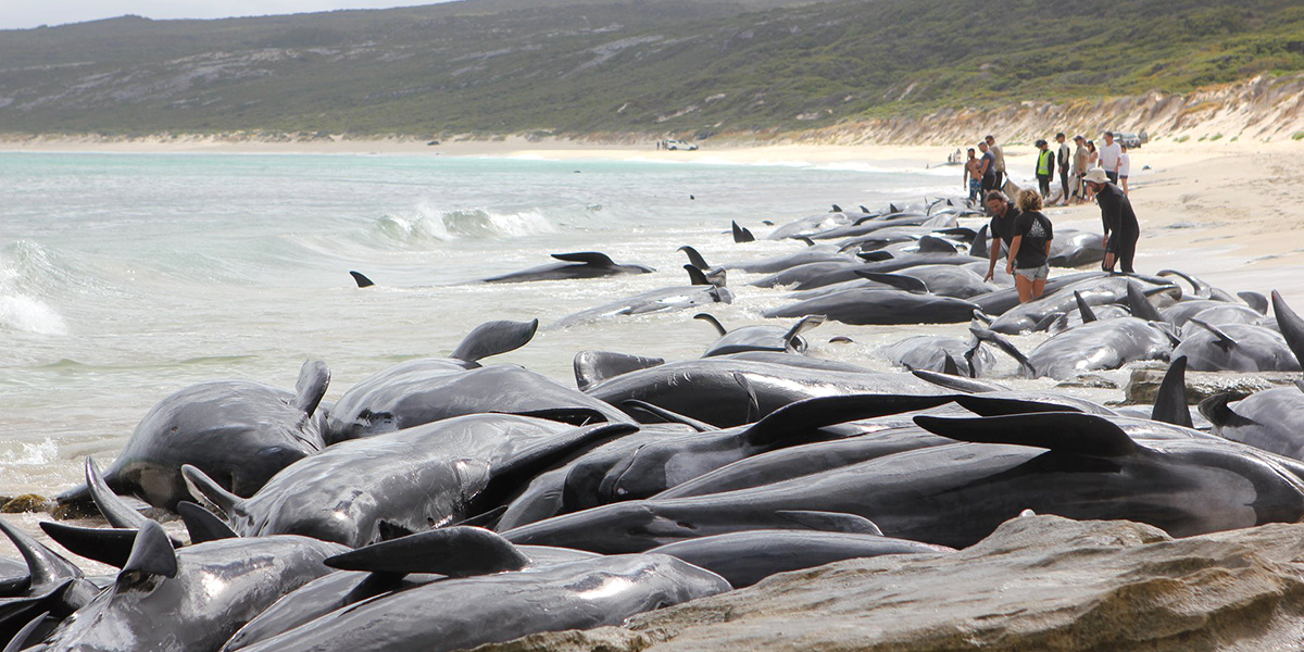 More Than 140 Whales Dead After Mass Stranding in Western Australia