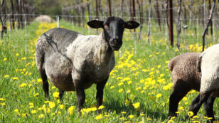 Can You Combine Sheep Farming With Winemaking? These Two Vermont Friends Are Going to Find Out