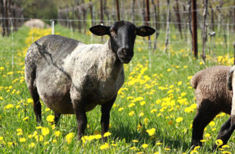 Can You Combine Sheep Farming With Winemaking? These Two Vermont Friends Are Going to Find Out