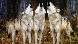 Scientist at Work: Identifying Individual Gray Wolves by Their Howls