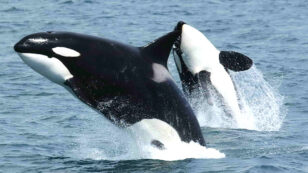 Orca Whale ‘Crewser’ Presumed Dead as Population Reaches Its Lowest Point Since 1984