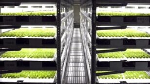 World’s First Robotic Farm to Produce 30,000 Heads of Lettuce Per Day