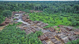 UK Government Plans to Lead Global Coalition Against Illegal Logging and Deforestation