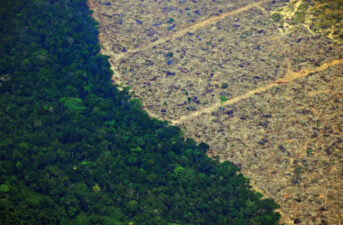 Deforestation in the Brazilian Amazon Increases for 13th Consecutive Month