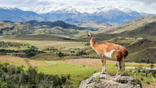 A Wilderness Like No Other: Chile’s New Patagonia National Park