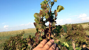 Texas Wineries Worry EPA Approval of Monsanto, Dow Herbicides Will ‘Kill’ Industry