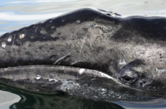 Lawsuit Filed to Protect Whales, Sea Turtles From Drowning in Drift Gillnets