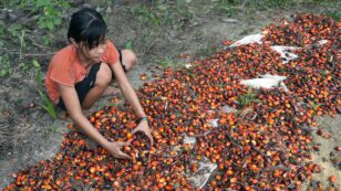 Child Labor Linked to Palm Oil in Girl Scout Cookies, Snack Brands