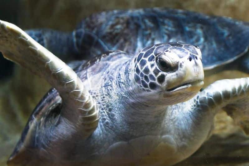 A leatherback sea turtle in Monterey Bay, California.