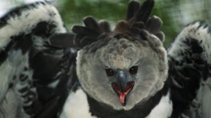 Curiosity Is Killing Harpy Eagles in Central and South America