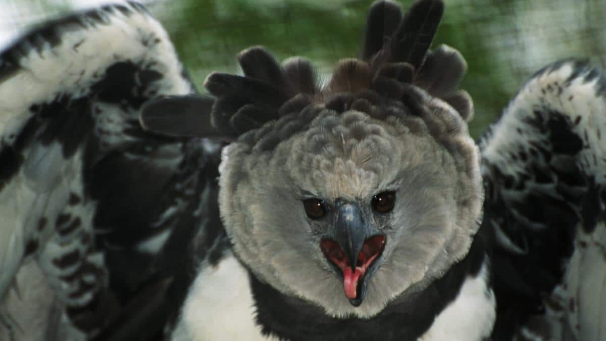 Curiosity Is Killing Harpy Eagles in Central and South America - EcoWatch