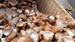 How to Grow Shiitake Mushrooms