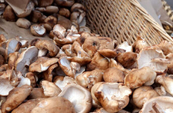 How to Grow Shiitake Mushrooms