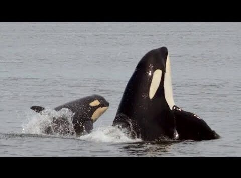 Orca Whale J50 ‘Missing and Now Presumed Dead’