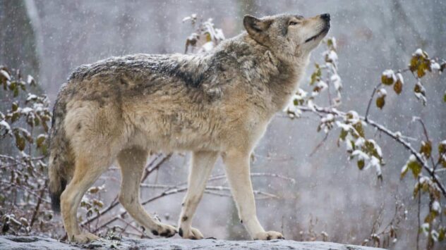 Wisconsin Approves February Wolf Hunt