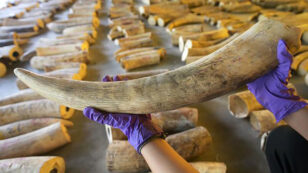 Wildlife Conference Mulls Loosening Restrictions on Ivory Trade