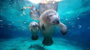 Spike in Florida Manatee Deaths Linked to Human Activity, Loss of Food Sources