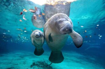 Spike in Florida Manatee Deaths Linked to Human Activity, Loss of Food Sources