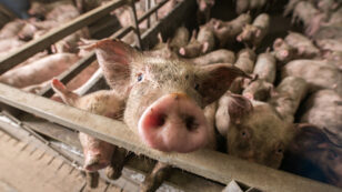 The Pork Industry’s Role in the Future of Modern Medicine