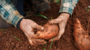 North Carolina Produces 60% of the Country’s Sweet Potatoes. The Crop Is in Trouble