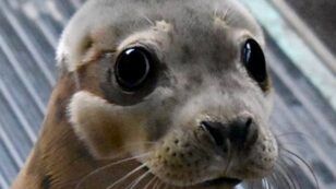 Watch This Adorable Seal Return to the Sea After 5 Months of Rehab