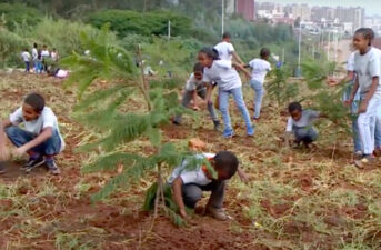 Ethiopia to Plant 5 Billion Tree Seedlings in 2020