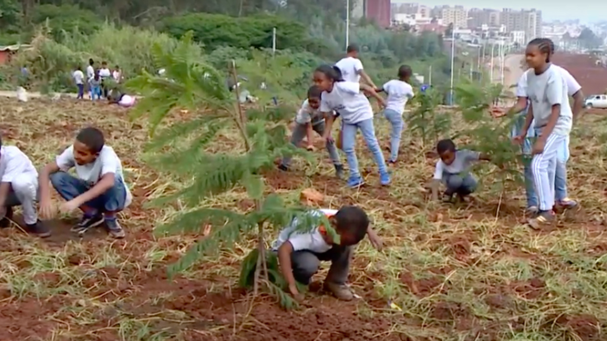 Ethiopia to Plant 5 Billion Tree Seedlings in 2020