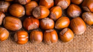 Can Hazelnuts Transform Farming?