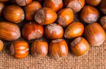 Can Hazelnuts Transform Farming?