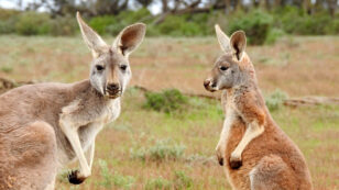 Controversial Kangaroo Cull Underway in Canberra