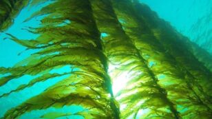 Seaweed Could Revolutionize How We Power Our Devices