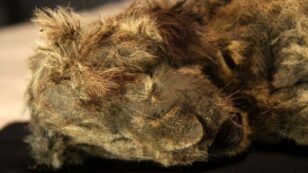 28,000-Year-Old Cave Lion Cub Found Perfectly Preserved in Russian Permafrost