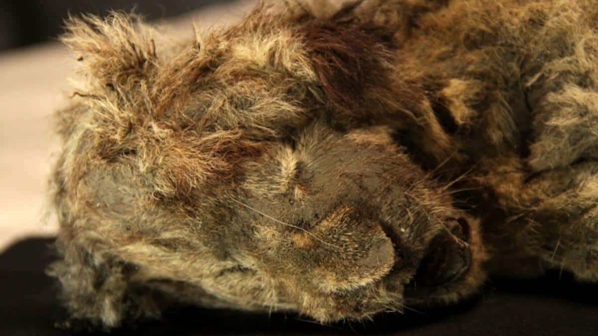 The cave lion Spartak found in Siberia.
