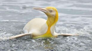 Rare Yellow Penguin Photographed for First Time
