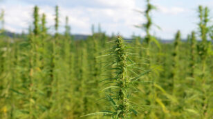 Can Hemp Become a 60 Million Acre Crop and Billion Dollar Industry?