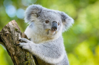Koalas Face Extinction in Next 30 Years Without Urgent Intervention, Report Warns