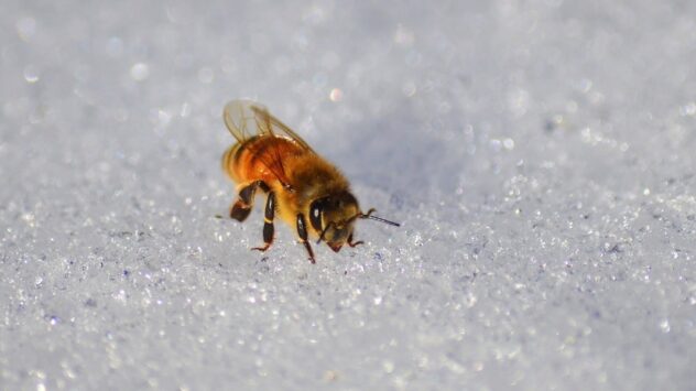Two Boys Charged With Killing Half a Million Honeybees in Iowa