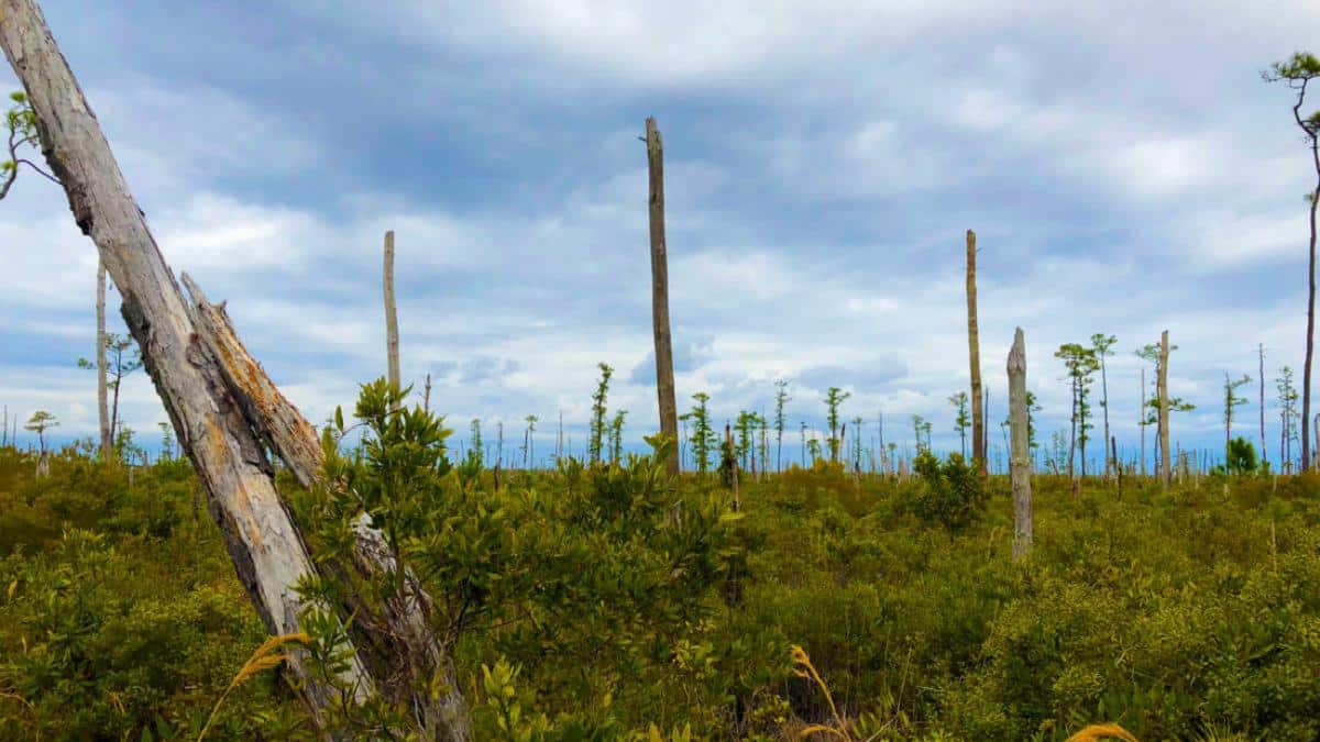 Sea Level Rise Is Killing Trees on the Atlantic Coast, Creating ‘Ghost Forests’ Visible From Space