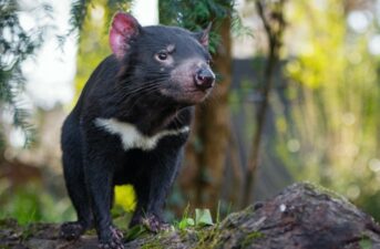 Tasmanian Devils Are Reintroduced to Australia’s Mainland for First Time in 3,000 Years