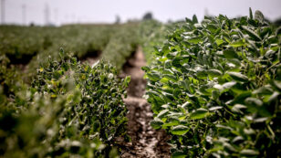 Trump’s EPA Sides With Monsanto, Extends Dicamba<wbr /> 2 More Years