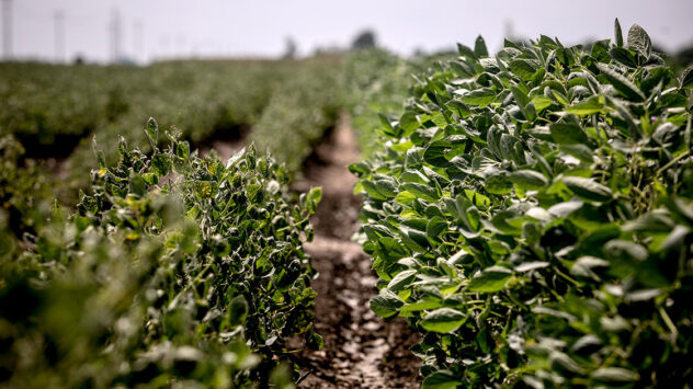 Trump’s EPA Sides With Monsanto, Extends Dicamba​ 2 More Years