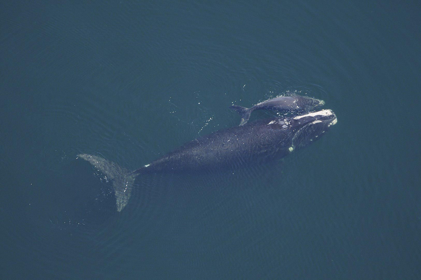 A North Atlantic right whale and calf. 