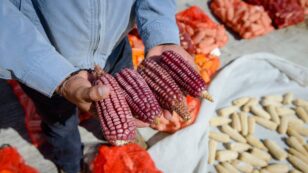 Heirloom Non-GMO Corn Is Helping Sustain Mexico’s Heritage and Farmers