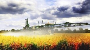 Why Is Glyphosate Sprayed on Crops Right Before Harvest?