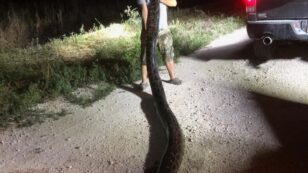 Florida Man Kills 17.5-Foot Burmese Python in Everglades