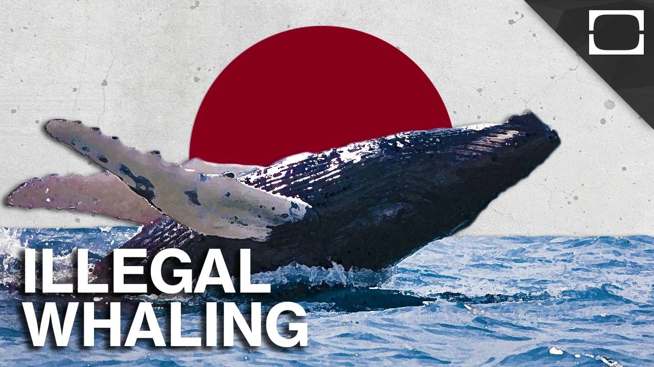 Showdown Expected as Japan Plans to Resume For-Profit Whaling