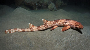 4 New Walking Shark Species Discovered